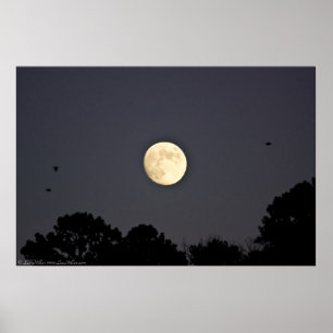 Posters de vuelo con luz solar