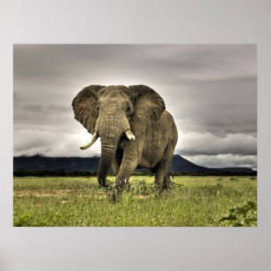 Posters elefantes