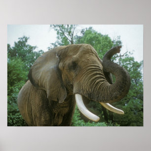Posters elefantes