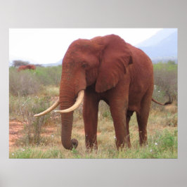 Posters elefantes