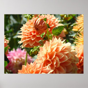 Pósters florales Flores de Dalia Naranja Jardines