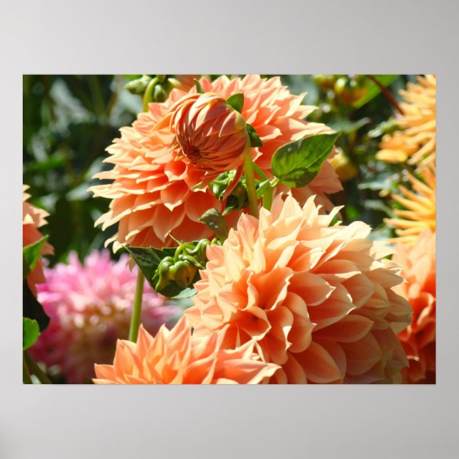 Pósters florales Flores de Dalia Naranja Jardines (Frente)