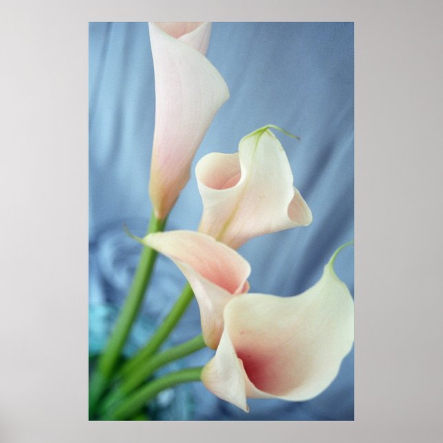 Posters fotográficos de Silk Parade White Calla Li (Frente)