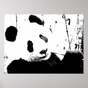 Posters Panda - Cara Panda blanca y negra