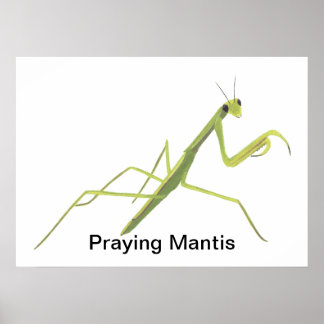 Posters Personalizados de Pintar de Mantis
