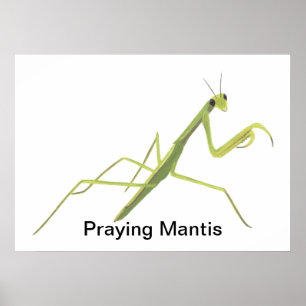 Posters Personalizados de Pintar de Mantis