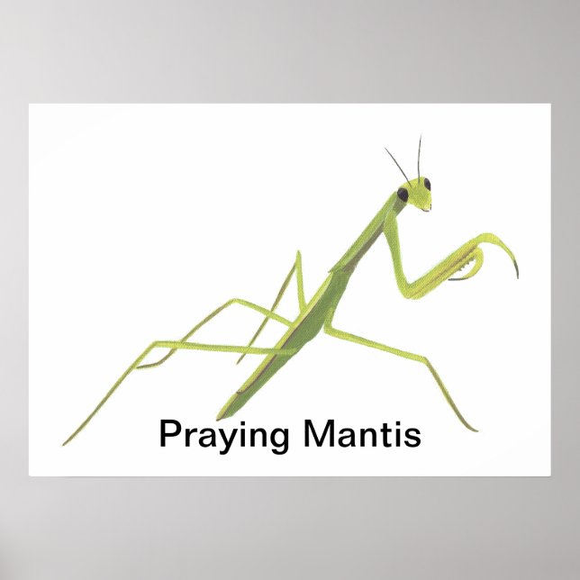 Posters Personalizados de Pintar de Mantis (Frente)