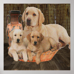 Posters recuperadores de Labrador