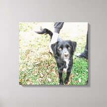 Postes de Smokey para impresión de lienzo de cámar