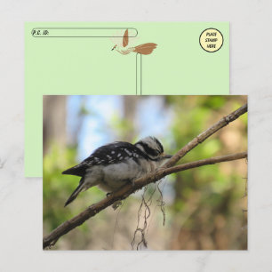 Posttravesando la tarjeta postal Downy Woodpecker