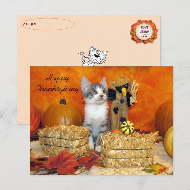 Posttravesar Gato de cerdo / Postales de gatito (Anverso / Reverso)