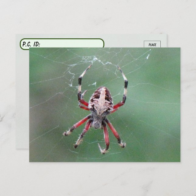 Posttravesar la tarjeta postal de Spider Orbweaver (Anverso / Reverso)