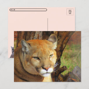 Posttravesar la tarjeta postal majestuosa Cougar c