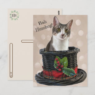 Posttravesía - Bah Humbag Tito La postal del gato