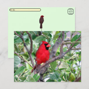 Posttravesía -Cardenal masculino de la tarjeta pos