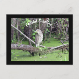 Posttravesía de tarjeta postal Bittern de Carolina