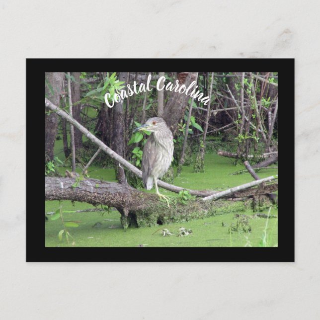 Posttravesía de tarjeta postal Bittern de Carolina (Anverso)