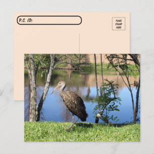 Posttravesía - Limpkin en la postal del lago