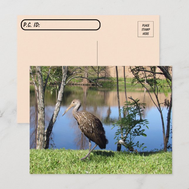 Posttravesía - Limpkin en la postal del lago (Anverso / Reverso)