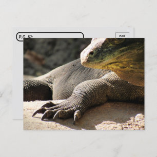 Posttravesía - Tarjeta postal Komodo Dragon