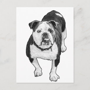 Postura Frontal, Nota de Bulldog Tranquilo