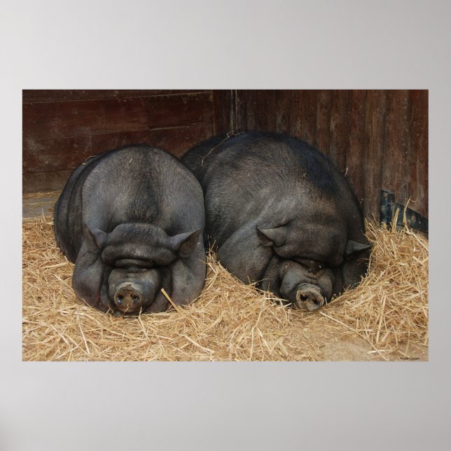 Pot Bellie Pigs Enorme Impresión Poster (Frente)