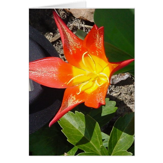Potencia de flor (Frente)
