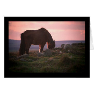 Potro de Dartmoor en la puesta del sol