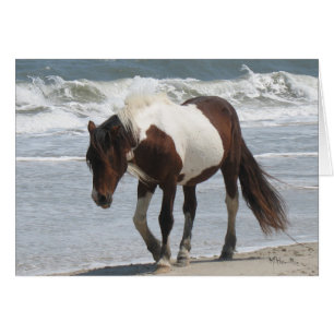 Potro de la isla de Assateague