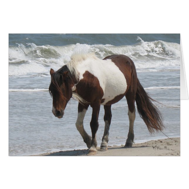 Potro de la isla de Assateague (Anverso (Horizontal))