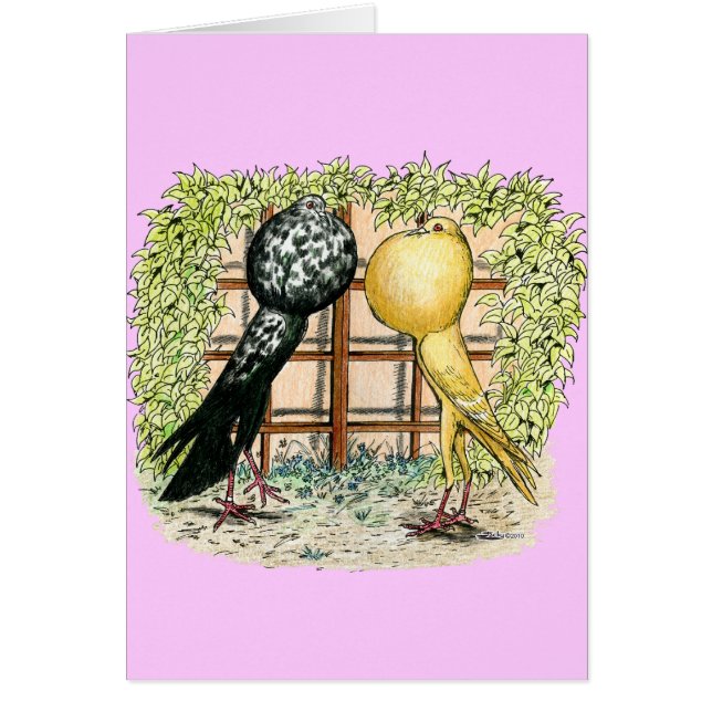 Pouter: Brunners (Frente)