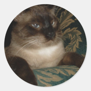Pouty Face Siamese Cat Pegatina