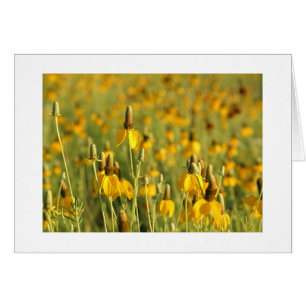 Pradera Coneflowers