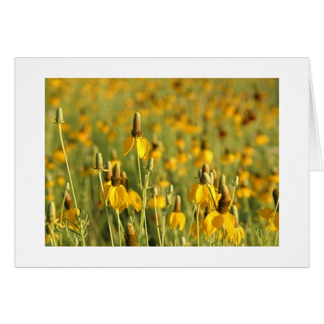 Pradera Coneflowers (Anverso (Horizontal))