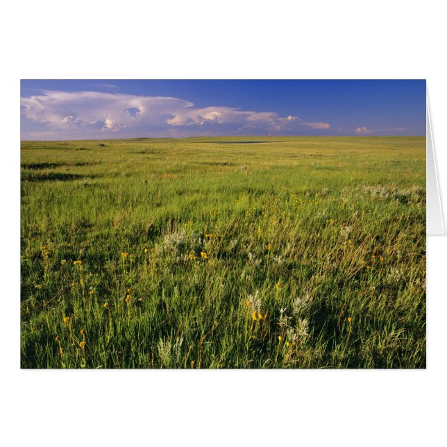 Pradera de hierba corta en el remoto noreste (Anverso (Horizontal))