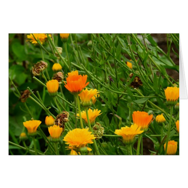 Prado en Maine (Anverso (Horizontal))