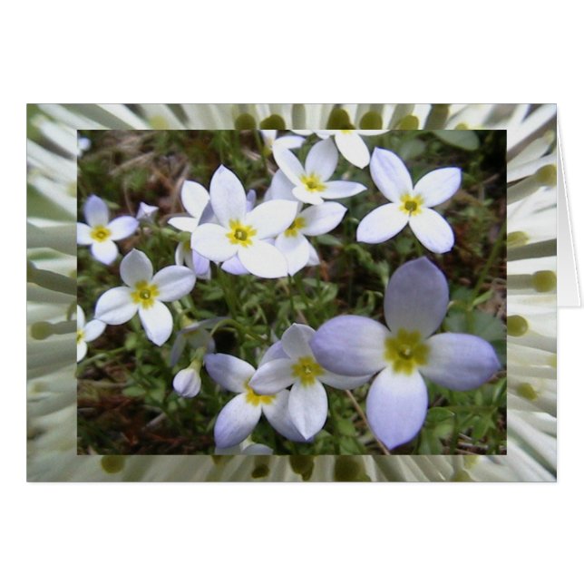 prados infinitos (Anverso (Horizontal))