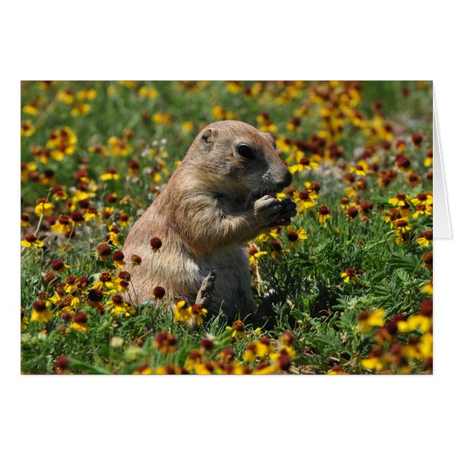 Praire Dog (Anverso (Horizontal))