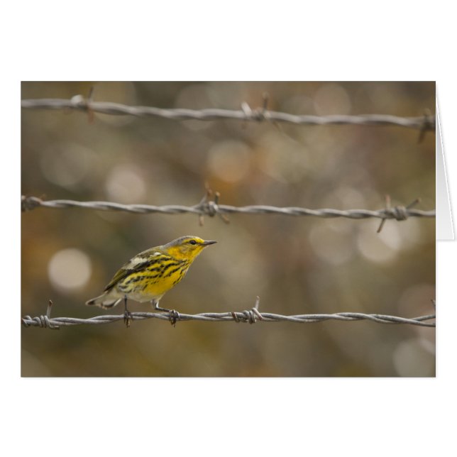 Praire Warbler (Anverso (Horizontal))