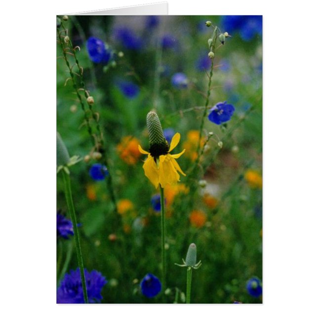 Prairie Coneflower (Frente)