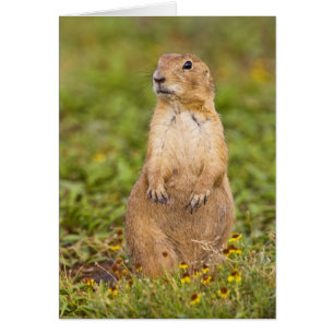 Prairie Dog Cynomys