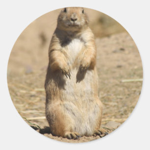 Prairie Dog Pegatina