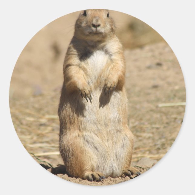 Prairie Dog Pegatina (Anverso)