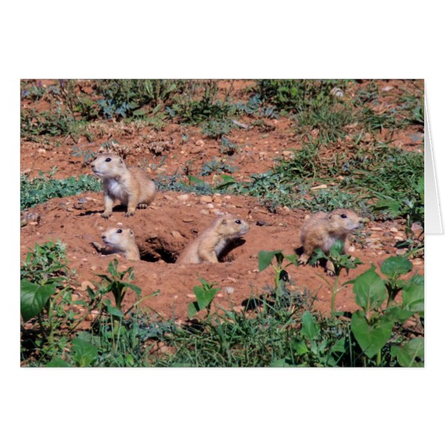 Prairie Dog pups (Anverso (Horizontal))