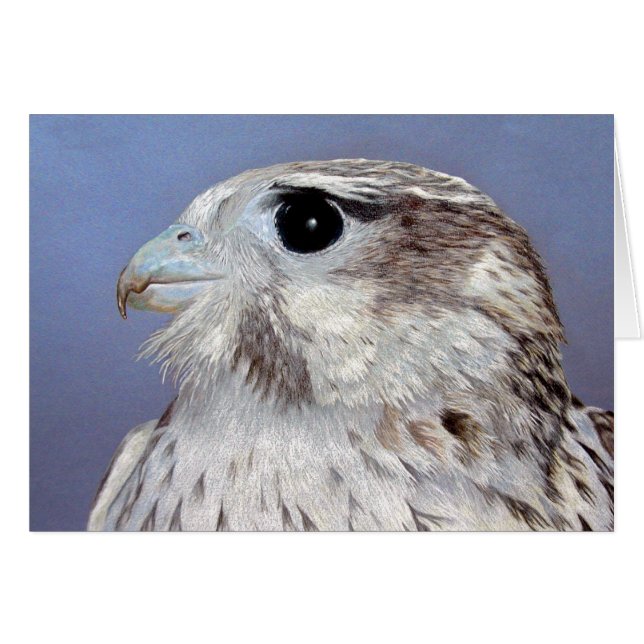 Prairie Falcon (Anverso (Horizontal))