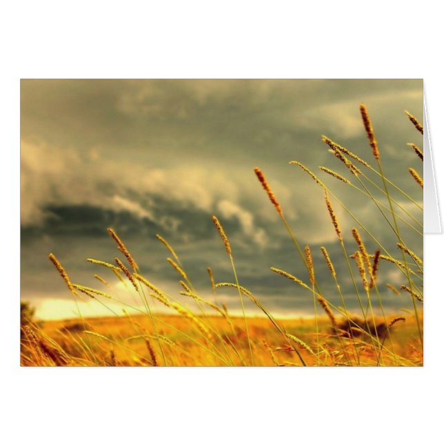 Prairie Grass (Anverso (Horizontal))