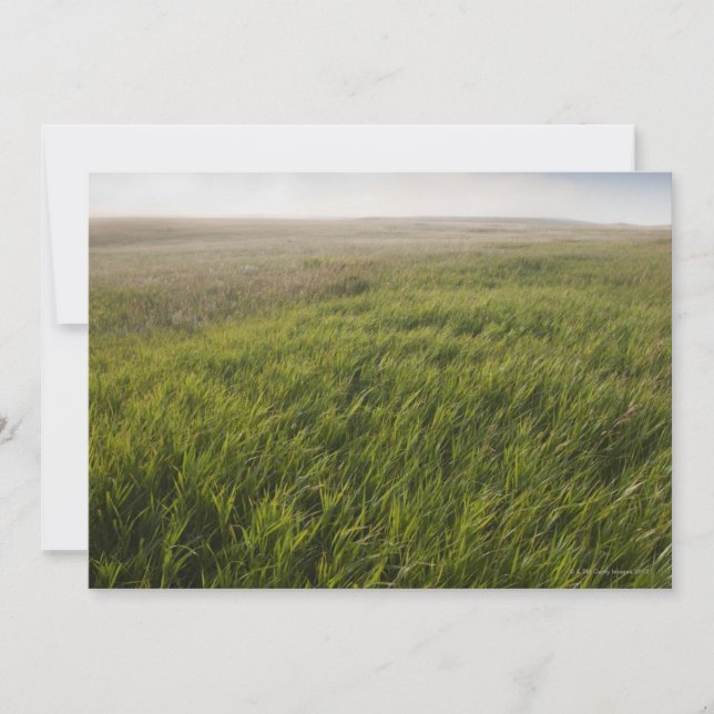 Prairie Grass (Anverso)