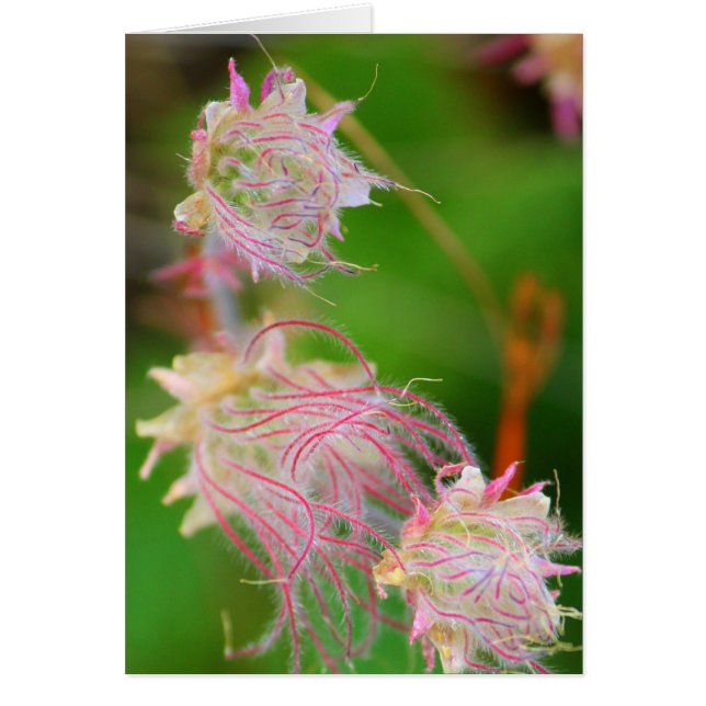 Prairie Smoke (Frente)
