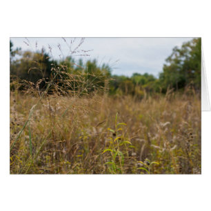 Prairie sobrecrecida