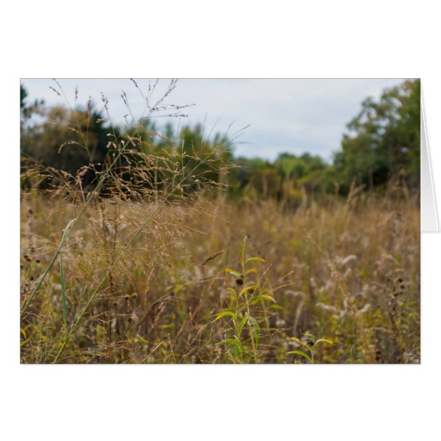 Prairie sobrecrecida (Anverso (Horizontal))